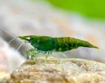 Neocaridina green jade