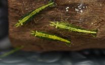 Neocaridina davidi green fire