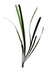 Posidonia 10mm/90cm