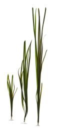 Vallisneria natans 10mm/90cm