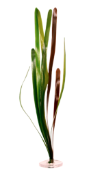 Vallisneria natans 10mm/90cm