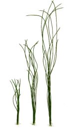 Chorda filum 3mm/60cm