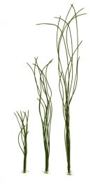 Chorda filum 3mm/90cm