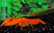 Cherax sp. oranž
