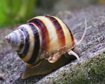 Taia naticoides
