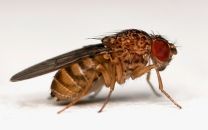 Drosophila hydei L - puuviljakärbsed 500 ml