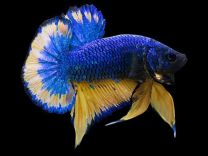 Betta sp. Plakat mustard