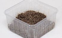 Collembola - hooghännalised 500 ml