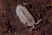 Trichorhina tomentosa - isopoodid karp