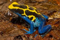 Dendrobates tinctorius