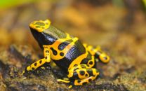 Dendrobates leucomelas