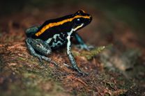 Phyllobates vittatus