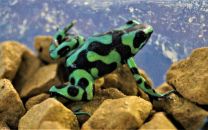 Dendrobates auratus - roheline