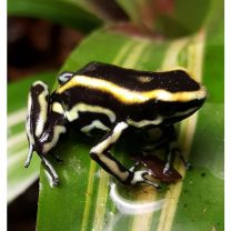 Dendrobates truncatus