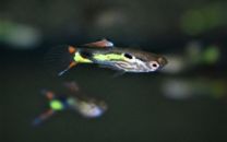Poecilia wingei - Wiener smaragd