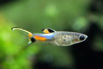 Poecilia wingei snake blue  - isane