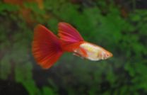Poecilia reticulata - red cap sunset