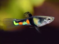 Poecilia wingei - El Tigre