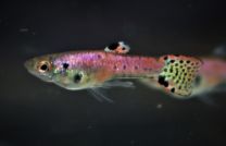 Poecilia wingei - Neon Tiger Red 