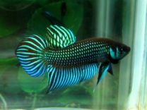 Betta imbellis