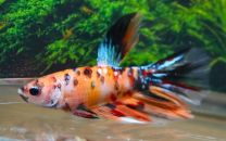 Betta splendens isane super delta NEMO