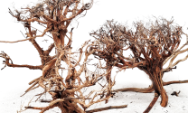 WIO Rebel Tree S 15-30cm, pc