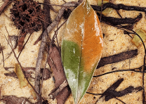 WIO Everglades 0,1-40cm, 5 kg