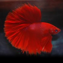 Betta splendens isane halfmoon "Fancy red"
