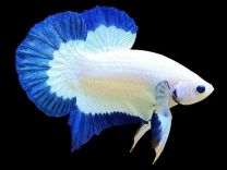 Betta sp. plakat Blue rim