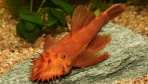 Ancistrus super red SM