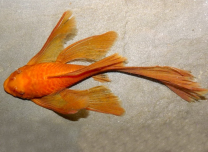 Ancistrus sp. super red pikauimeline