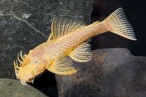 Ancistrus sp. albiino M