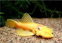 Ancistrus sp. gold XL