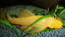 Ancistrus sp. gold L
