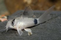 Corydoras panda XL