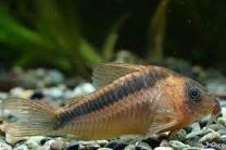 Corydoras rabauti