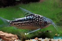 Corydoras elegans