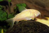 Corydoras aeneus albino