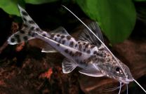 Pimelodus pictus angelicus