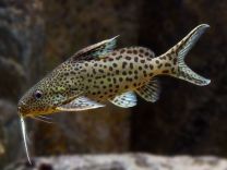 Synodontis njassae 