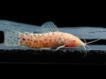 Hoplosternum thoracatum albino