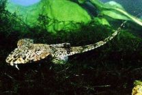 Loricaria filamentosa 