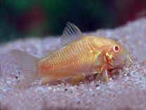 Corydoras aeneus neon albino