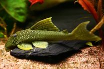 Hemiancistrus subviridis L200