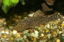Ancistrus sp. Rio Paraguay