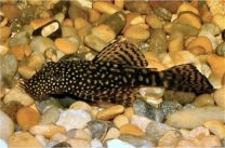Ancistrus sp. XL