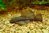 Ancistrus long fin M