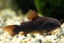 Corydoras sp. black venezuela