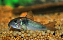 Corydoras schultzei M