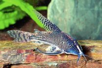 Corydoras barbatus